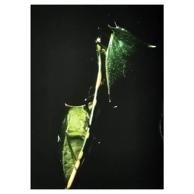 A.H., Nature Image, 1990, Photographic Print For Sale