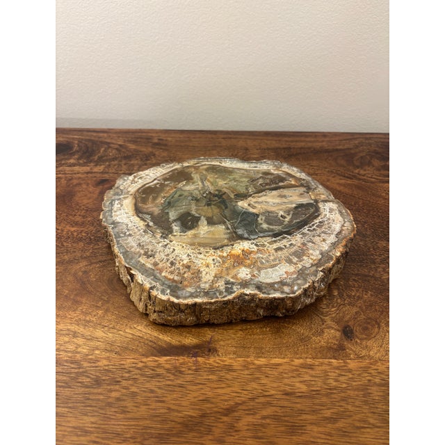 Mid-Century Modern Vintage Petrified Wood Specimen Slab Catchall Tray, Sculptural Decor For Sale - Image 3 of 7