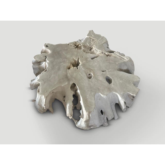 Contemporary Andrianna Shamaris Bleached Teak Wood Root Coffee Table For Sale - Image 3 of 5