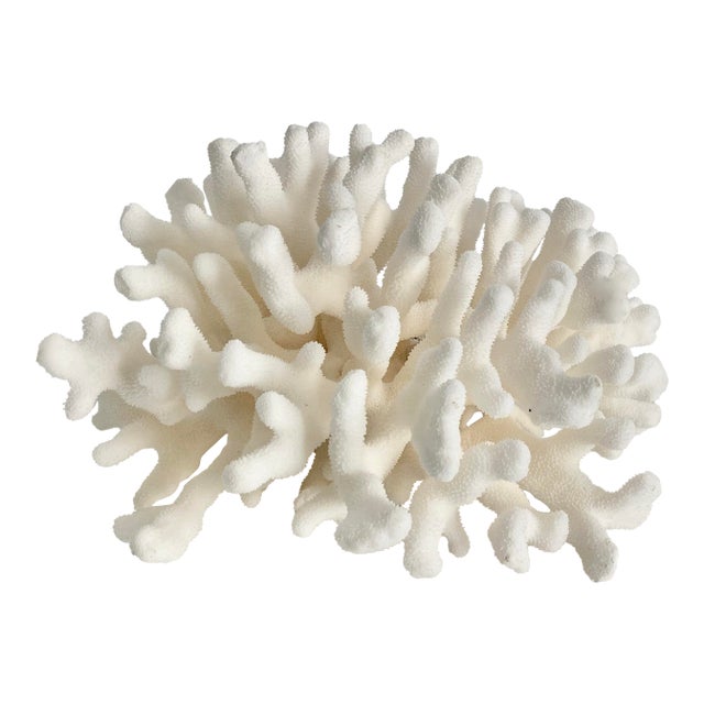Natural Pacific Elkhorn Coral Specimen For Sale