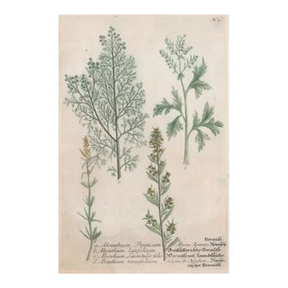 1730s Johann Weinmann Botanical Engraving For Sale