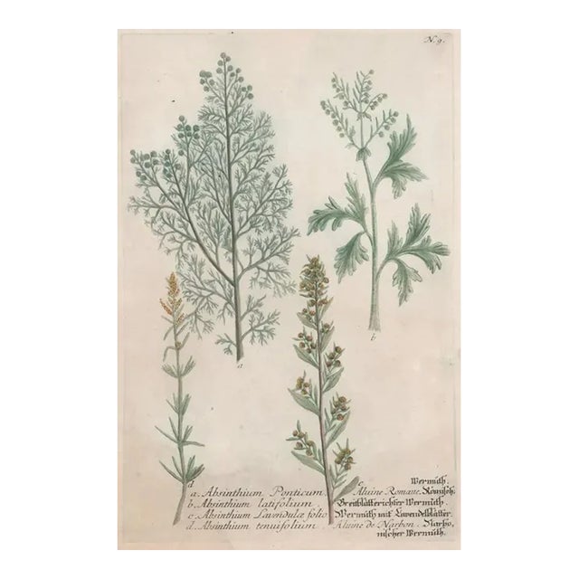 1730s Johann Weinmann Botanical Engraving For Sale