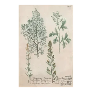 1730s Johann Weinmann Botanical Engraving