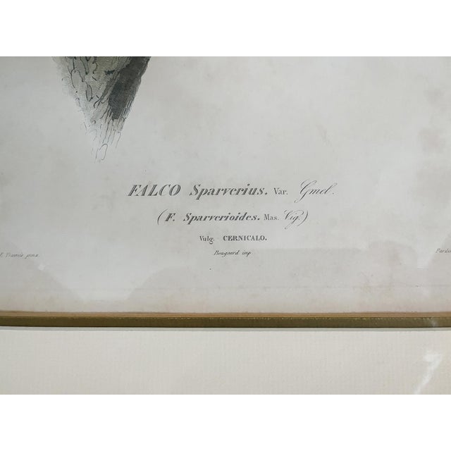 Early 19th Century 19th Century Engravings of Birds - A Set of 3 For Sale - Image 5 of 9