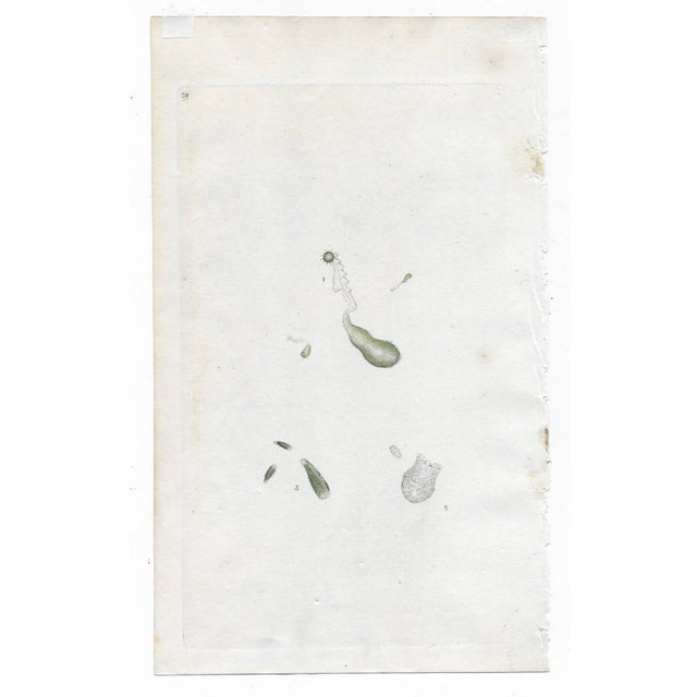 Traditional Pair of 19th Century Microscopic Organisms Engraving For Sale - Image 3 of 3
