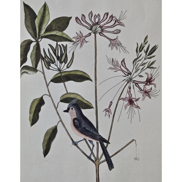 A hand-colored copperplate engraving of a bird and plants by Mark Catesby (1683-1749) entitled "The Crested Titmous" from...