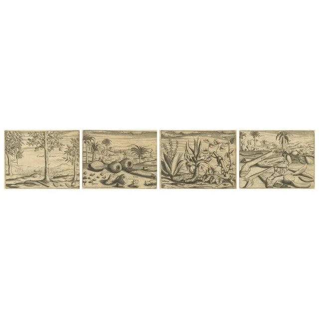 Cinnamon and Aloe and Aromatic Plants, 1598, Paper, Set of 4 For Sale - Image 10 of 10