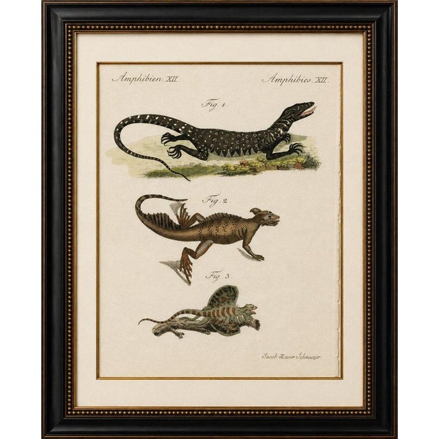 Original antique print of exotic lizards and flying dragon by bertuch, c. 1800 original antique hand-colored copper...