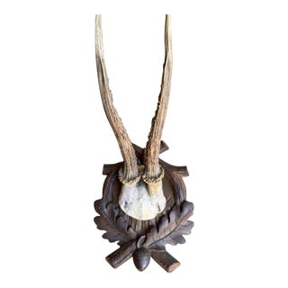Roe Deer Trophy 112 Black Forset Antlers For Sale