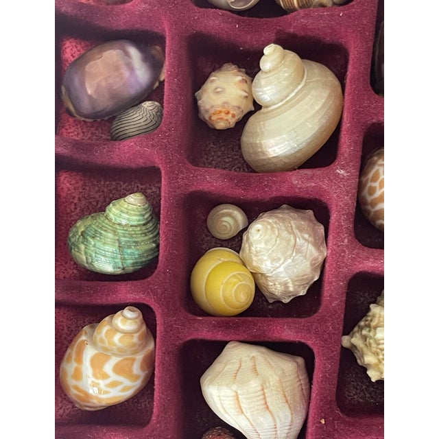 Small Natures Beauty Sea Shell collection in a velvet tray.