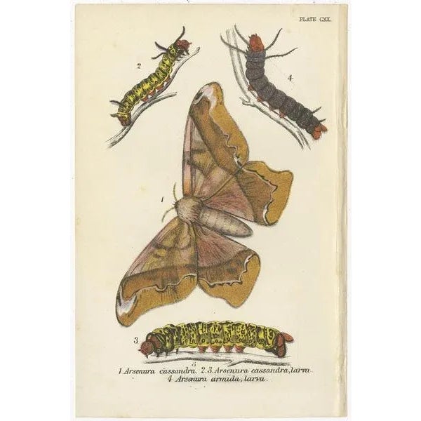 Lloyd, Various Moths, 1897, Prints, Set of 5 For Sale - Image 3 of 7