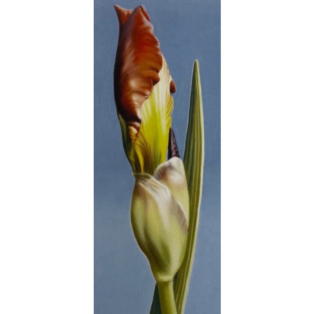 Elizabeth Rickert, Iris I, Reproduction Print For Sale