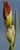 Elizabeth Rickert, Iris I, Reproduction Print For Sale