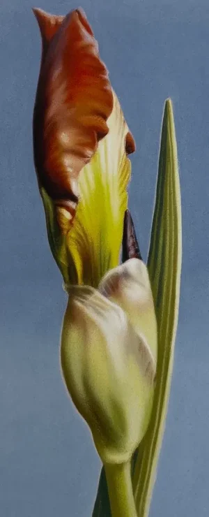Elizabeth Rickert, Iris I, Reproduction Print