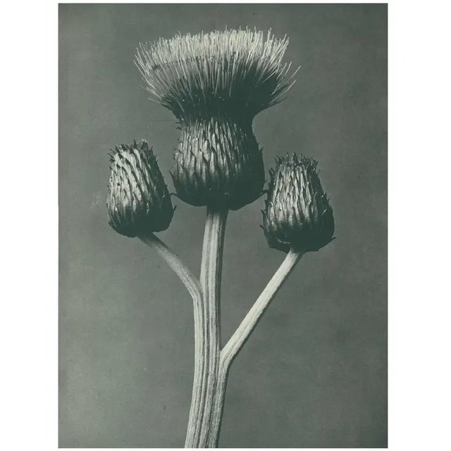 1928 Cirsium Canum, Original Period Photogravure N100 by Karl Blossfeldt For Sale - Image 4 of 6