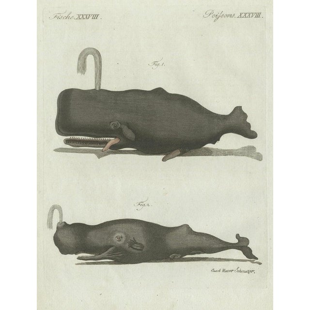 Bertuch, Two Sperm Whales, 1800, Engraving For Sale - Image 6 of 9
