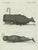 Bertuch, Two Sperm Whales, 1800, Engraving For Sale - Image 6 of 9