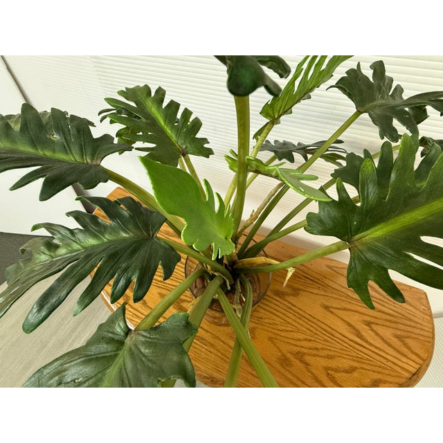 Artificial Philodendron Xanadu Plant + Clear Glass Vase For Sale - Image 9 of 12