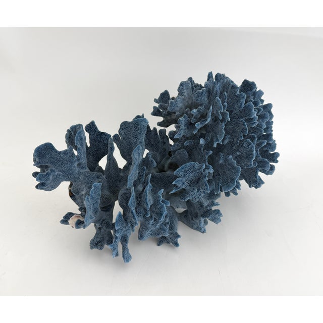 Natural Blue Coral Specimen Coastal Decor For Sale - Image 4 of 9