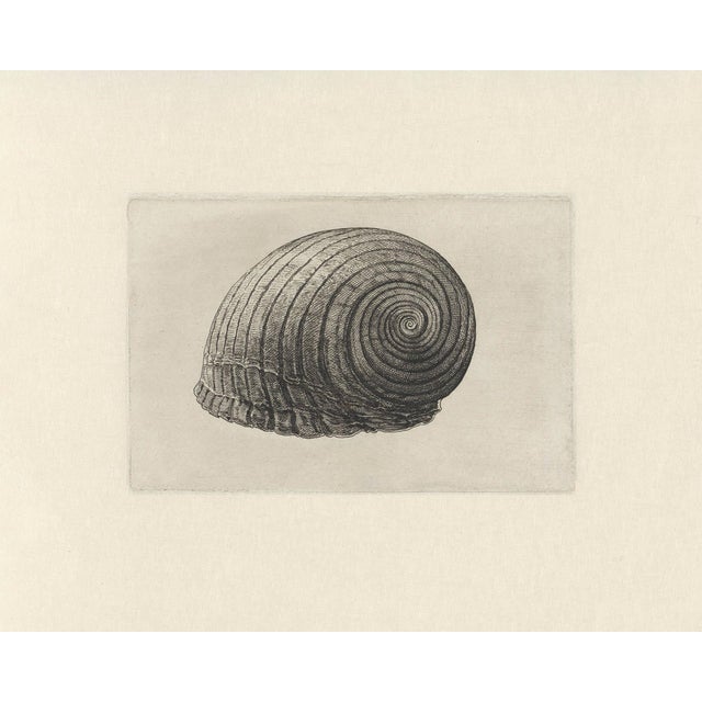 Antique Sea Shell Set of 9 - 11" X 14" Reproduction For Sale In Los Angeles - Image 6 of 15