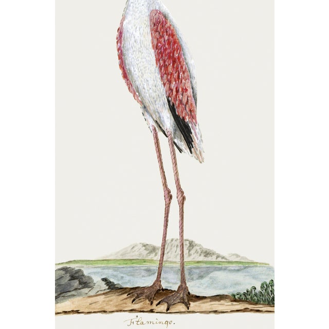 Illustration Greater Flamingo Reproduction Art Print by Robert Jacob Gordon, 24" × 36" For Sale - Image 3 of 7