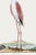Illustration Greater Flamingo Reproduction Art Print by Robert Jacob Gordon, 24" × 36" For Sale - Image 3 of 7