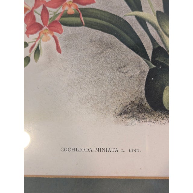 Pieter De Pannemaeker Antique 1890 Botanical Lithograph of Cochlioda Miniata Orchid For Sale In New York - Image 6 of 6