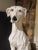 Italian Life-Size, Ceramic Sculpture of Greyhound For Sale - Image 11 of 16
