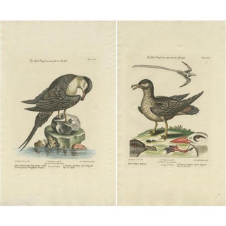 After Edwards, Illustrations of a Male and Female Arctic Bird, Prints, Framed, Set of 2 For Sale