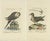 After Edwards, Illustrations of a Male and Female Arctic Bird, Prints, Framed, Set of 2 For Sale
