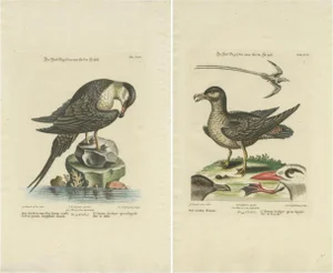 After Edwards, Illustrations of a Male and Female Arctic Bird, Prints, Framed, Set of 2