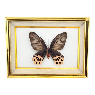 Vintage Real Framed Swallowtail Butterfly Taxidermy Gold Shadow Box Display For Sale