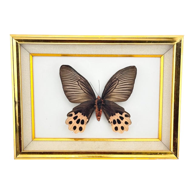 Vintage Real Framed Swallowtail Butterfly Taxidermy Gold Shadow Box Display For Sale