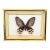Vintage Real Framed Swallowtail Butterfly Taxidermy Gold Shadow Box Display For Sale