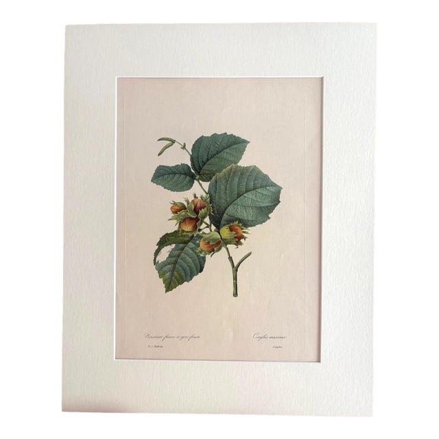 Vintage Pierre-Josephe Redouté Print in 16x20 Mat: Noisetier Franc a Gros Fruits For Sale