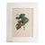 Vintage Pierre-Josephe Redouté Print in 16x20 Mat: Noisetier Franc a Gros Fruits For Sale