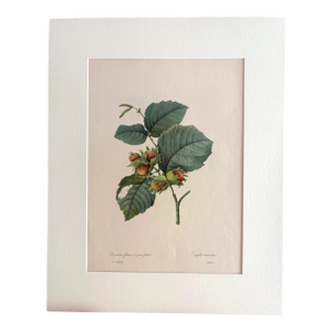 Vintage Pierre-Josephe Redouté Print in 16x20 Mat: Noisetier Franc a Gros Fruits