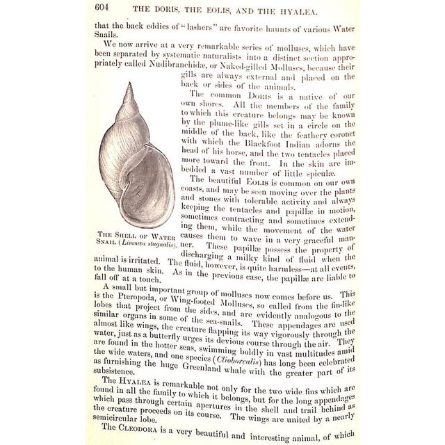 "Popular Natural History" Wood, Rev. J. G. M. A. For Sale - Image 11 of 12