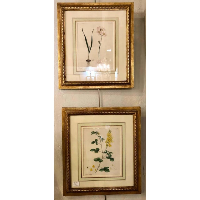 Two of the Hand Colored Botanist Repository Series 1797 Andrews, Henry 'British' For Sale - Image 11 of 13