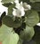 Metal Hand Painted Tole Geranium in Pot For Sale - Image 7 of 10