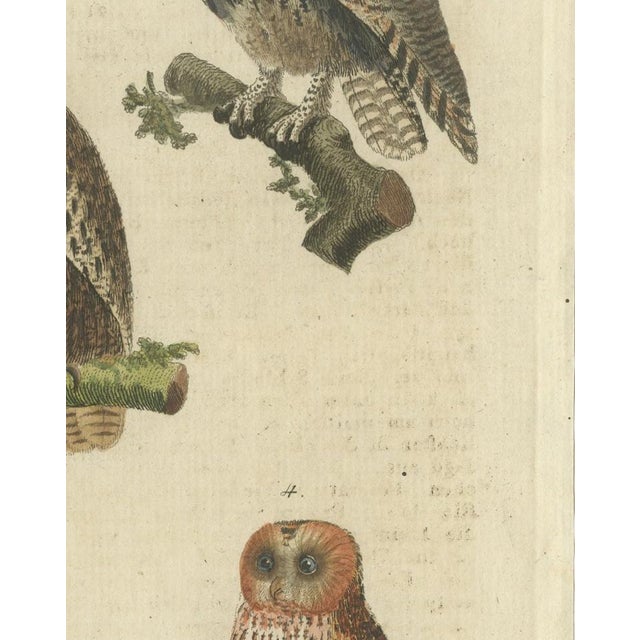 Beige European Owls, 1800, Print on Paper For Sale - Image 8 of 12