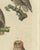 Beige European Owls, 1800, Print on Paper For Sale - Image 8 of 12
