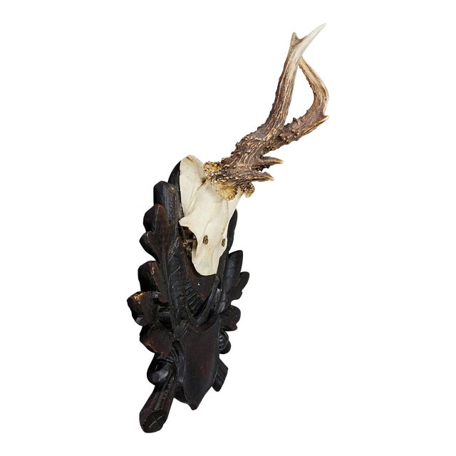 Antique Black Forest Roe Deer Trophy on Carved Plaque For Sale