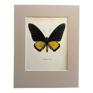 Vintage 1965 Butterfly Print in 11x14 Mat: Troides Helena/Helna Birdwing (Linné) For Sale