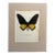 Vintage 1965 Butterfly Print in 11x14 Mat: Troides Helena/Helna Birdwing (Linné) For Sale