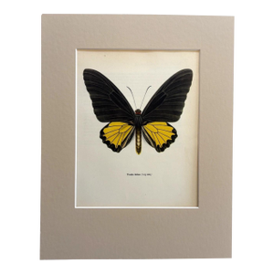 Vintage 1965 Butterfly Print in 11x14 Mat: Troides Helena/Helna Birdwing (Linné)