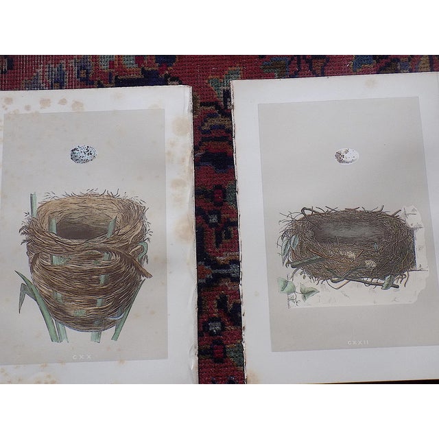Printmaking Materials Antique 19th Century Hand Colored Bird Nest & Egg Lithographs - Set of 12 For Sale - Image 7 of 9