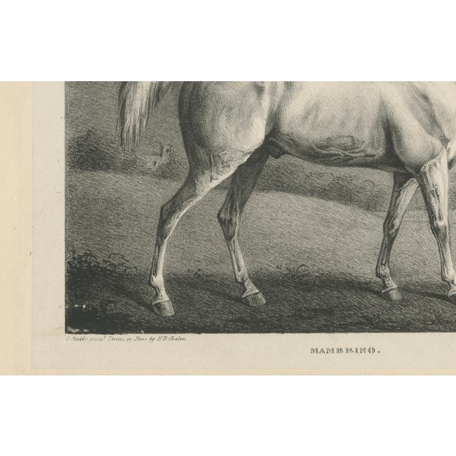 After Chalon, Mambrino Thoroughbred Horse Portrait, 1840, Lithograph For Sale - Image 6 of 9