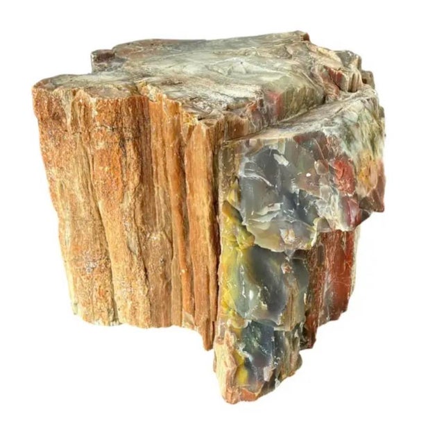 Natural Petrified Wood Specimen. #1 For Sale In Tampa - Image 6 of 11