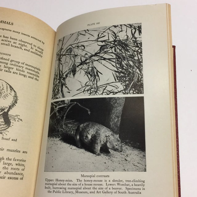 1944 Birds & Beasts Smithsonian Book For Sale In New York - Image 6 of 12